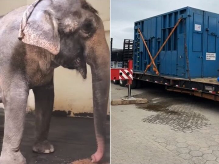 Elefanta deixa Parque Beto Carrero e segue para santuário em Chapada dos Guimarães