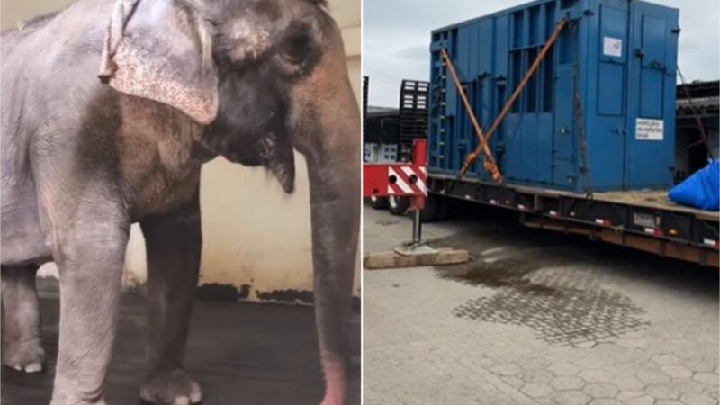 Elefanta deixa Parque Beto Carrero e segue para santuário em Chapada dos Guimarães
