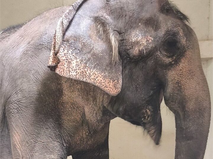 Elefanta Baby chega a santuário e inicia nova vida em Mato Grosso
