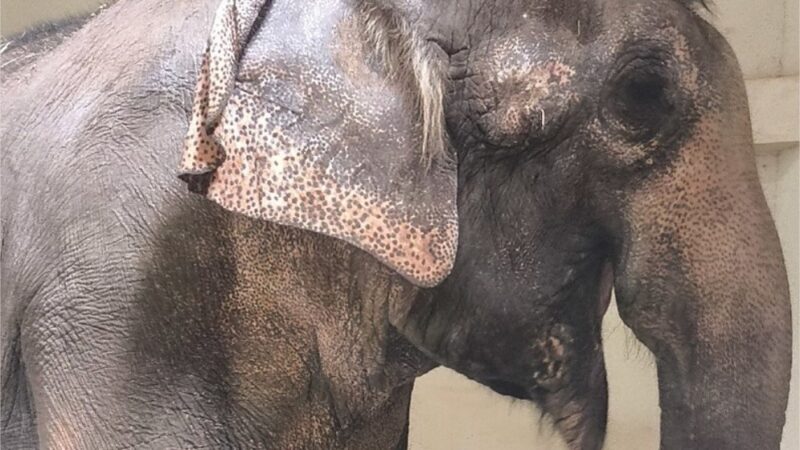 Elefanta Baby chega a santuário e inicia nova vida em Mato Grosso