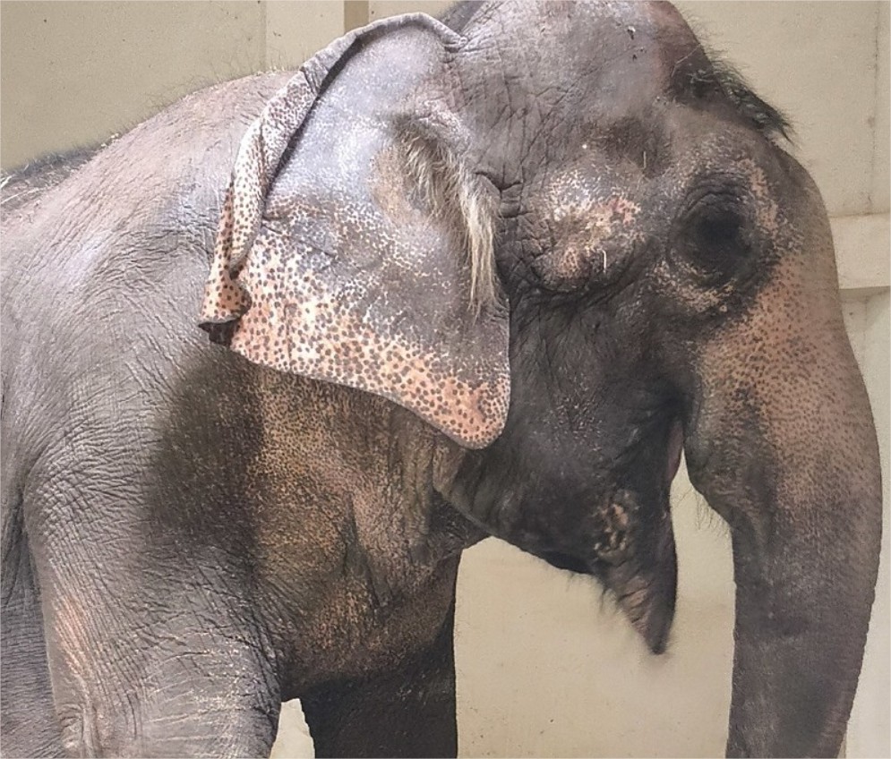 Elefanta Baby chega a santuário e inicia nova vida em Mato Grosso