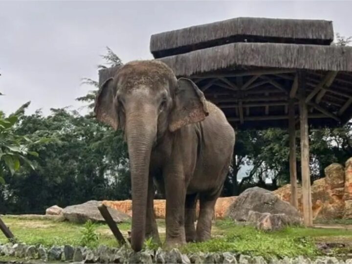 Após 30 anos no Beto Carrero, elefanta famosa deve viver no santuário de MT