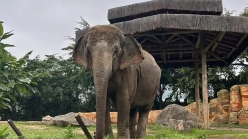 Após 30 anos no Beto Carrero, elefanta famosa deve viver no santuário de MT