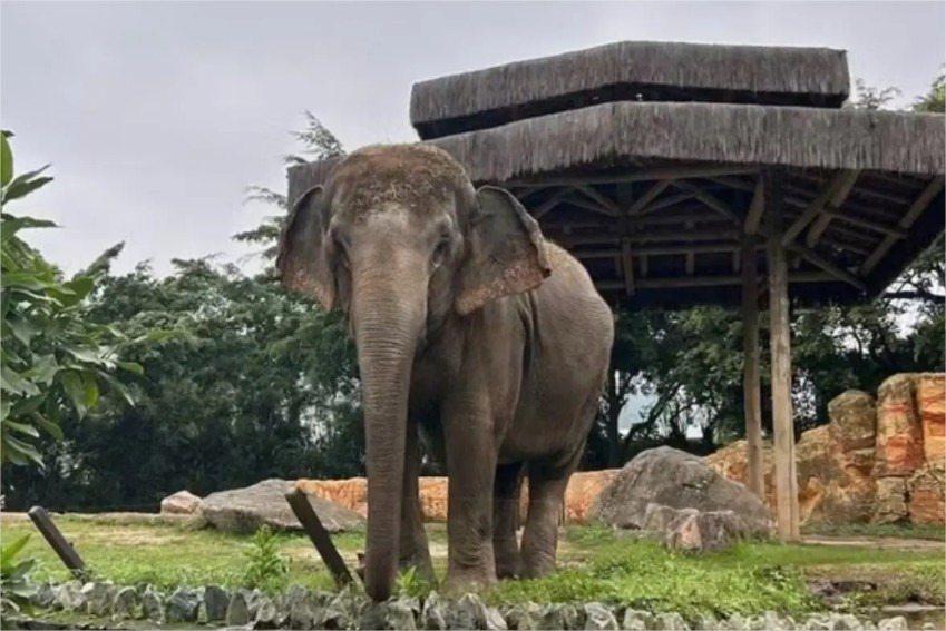 Após 30 anos no Beto Carrero, elefanta famosa deve viver no santuário de MT