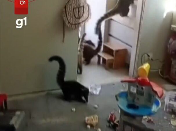 ‘Gangue’ de quatis invade casa e deixa bagunça e destruição; veja vídeo