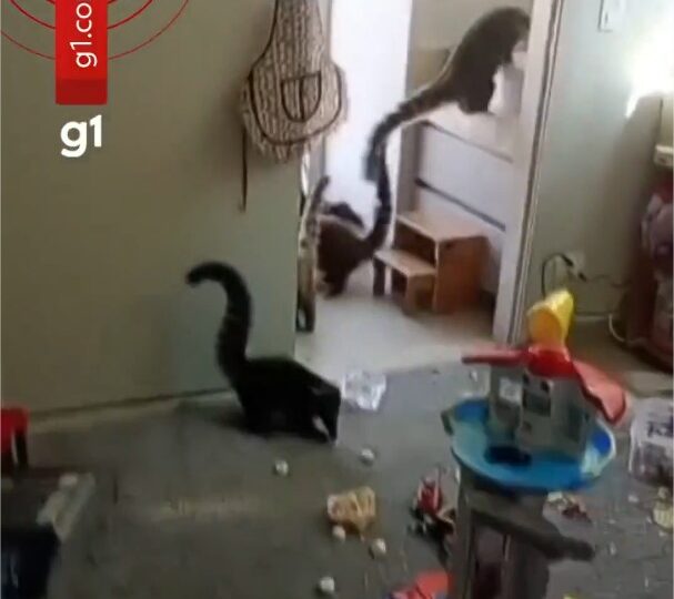 ‘Gangue’ de quatis invade casa e deixa bagunça e destruição; veja vídeo