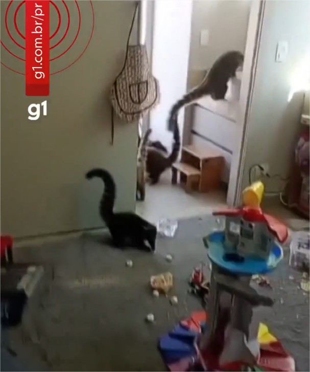 ‘Gangue’ de quatis invade casa e deixa bagunça e destruição; veja vídeo