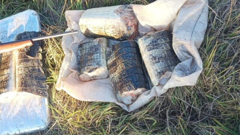 Sema apreende 22 quilos de pescado e de carne de jacaré em Poconé