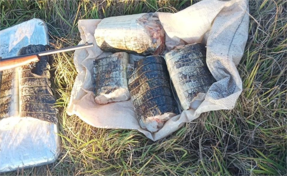 Sema apreende 22 quilos de pescado e de carne de jacaré em Poconé
