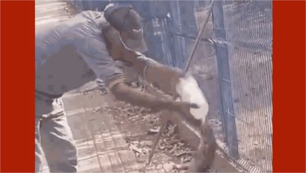 Vídeo: trabalhador tenta dar água para lagarto, é atacado e perde parte do dedo em MT