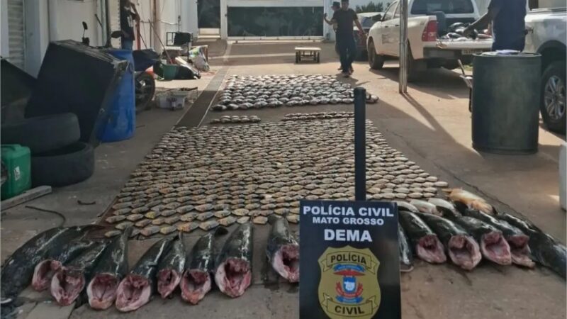 Pintado, dourado e piraputanga: 900 kg de pescado ilegal são apreendidos em MT