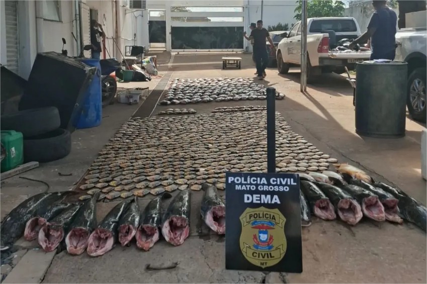 Pintado, dourado e piraputanga: 900 kg de pescado ilegal são apreendidos em MT