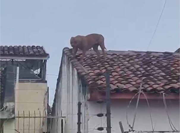 Pitbull sobe em telhados, invade casas e apavora moradores; veja vídeo