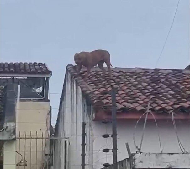 Pitbull sobe em telhados, invade casas e apavora moradores; veja vídeo