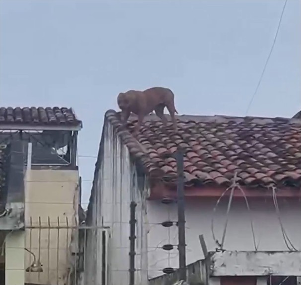 Pitbull sobe em telhados, invade casas e apavora moradores; veja vídeo