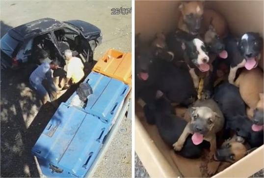 Homem abandona 11 filhotes de cachorro em rodovia, é rastreado por câmeras e acaba preso; vídeo
