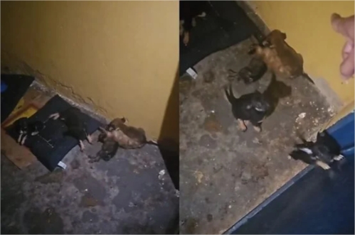 Protetora diz que cães podem ter morrido de calor em barracão