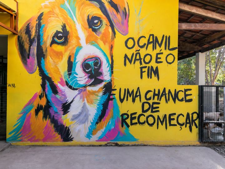 Cuiabá abre credenciamento para ampliar rede de atendimento veterinário