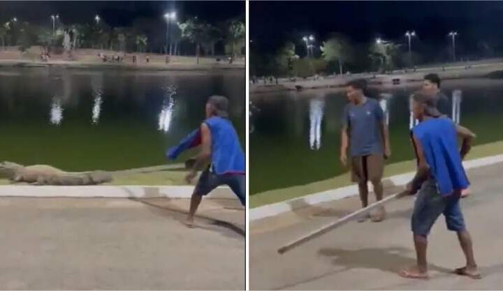 Vídeo: jacaré ‘Celso’ é agredido por visitantes no Parque das Águas
