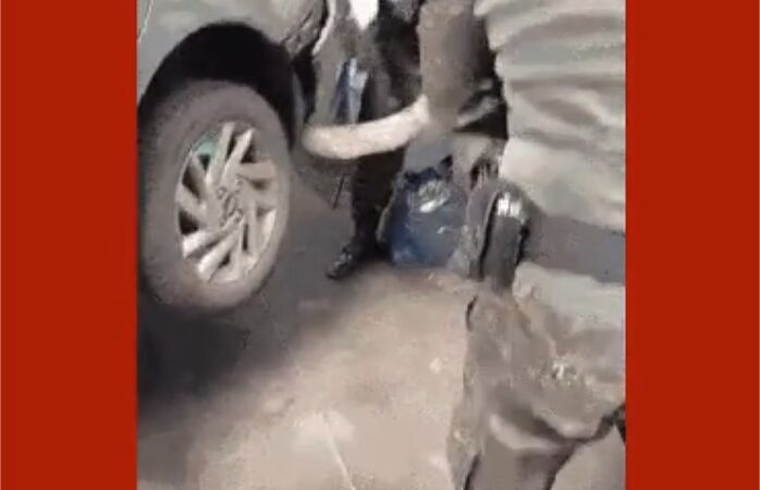 Jiboia é resgatada após ficar presa em para-choque de carro em Cuiabá; veja vídeo