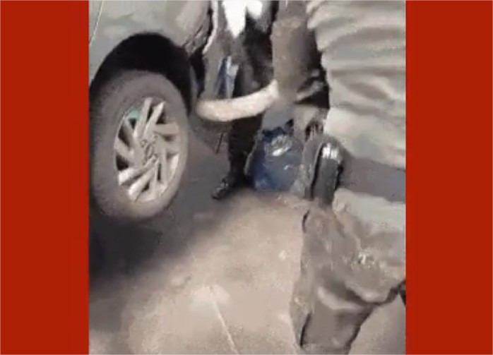 Jiboia é resgatada após ficar presa em para-choque de carro em Cuiabá; veja vídeo