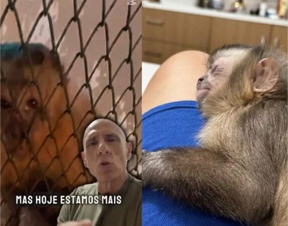 Justiça determina devolução de macaco com pata amputada a médico que o resgatou