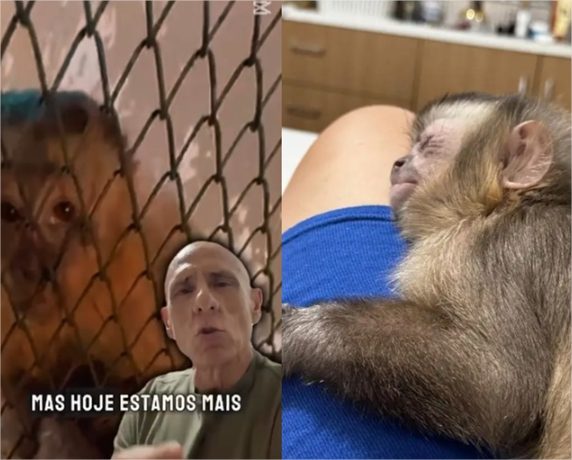 Justiça determina devolução de macaco com pata amputada a médico que o resgatou