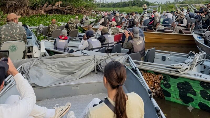 Vídeo mostra fila de barcos para ver onça em MT e viraliza nas redes; veja