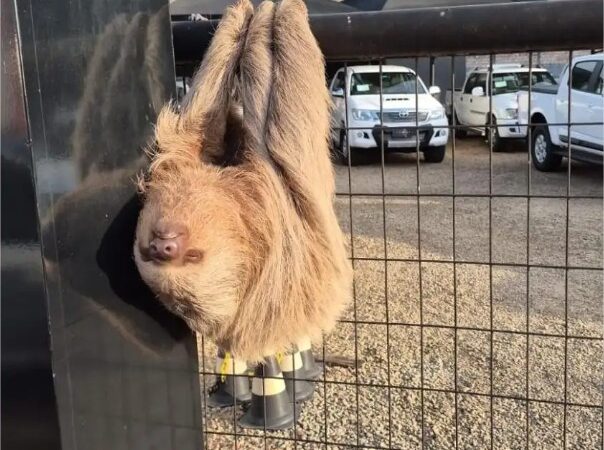 Preguiça é encontrada pendurada a 1,7 metro de altura em portão de garagem de veículos em Alta Floresta