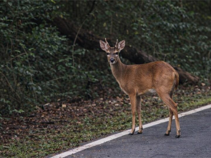 Inusitado! Veado surpreende frequentadores do Parque Mãe Bonifácia, em Cuiabá