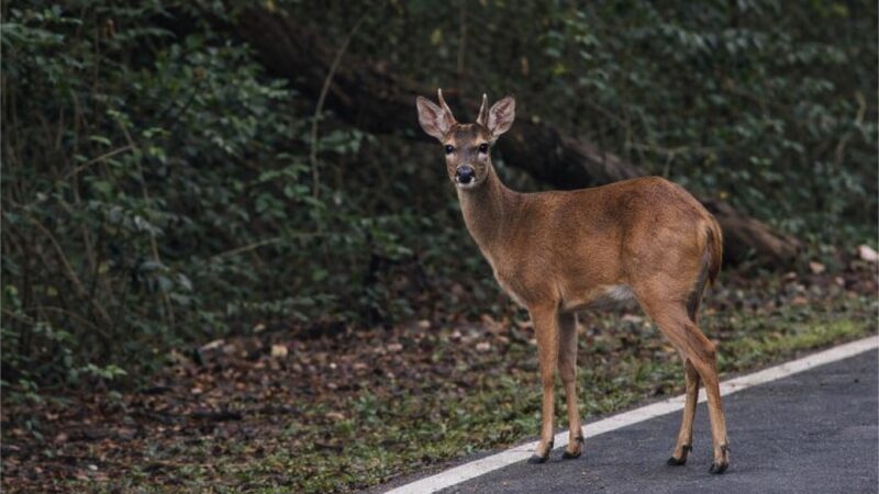 Inusitado! Veado surpreende frequentadores do Parque Mãe Bonifácia, em Cuiabá
