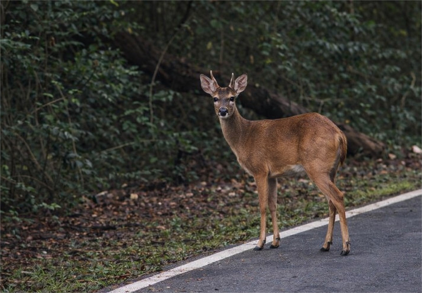 Inusitado! Veado surpreende frequentadores do Parque Mãe Bonifácia, em Cuiabá
